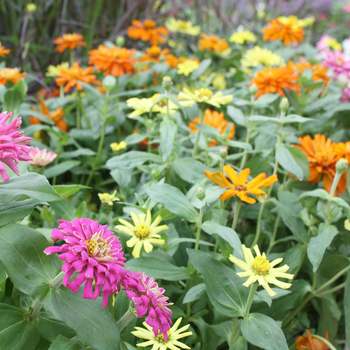 Al's Garden & Home 'Zahara Mix' Zinnia, 1 Gallon annual