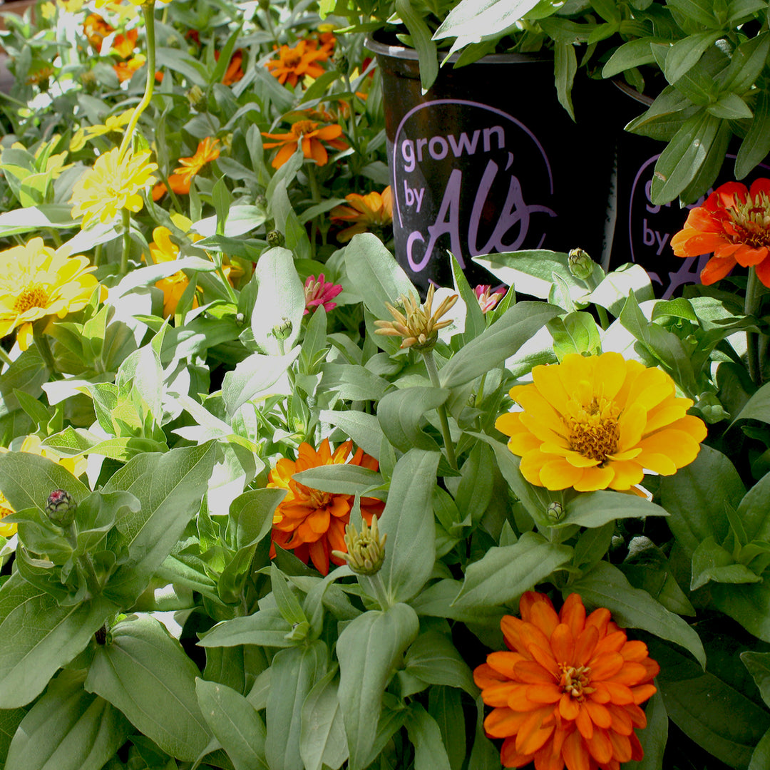 Al's Garden & Home 'Zahara Mix' Zinnia, 1 Gallon annual