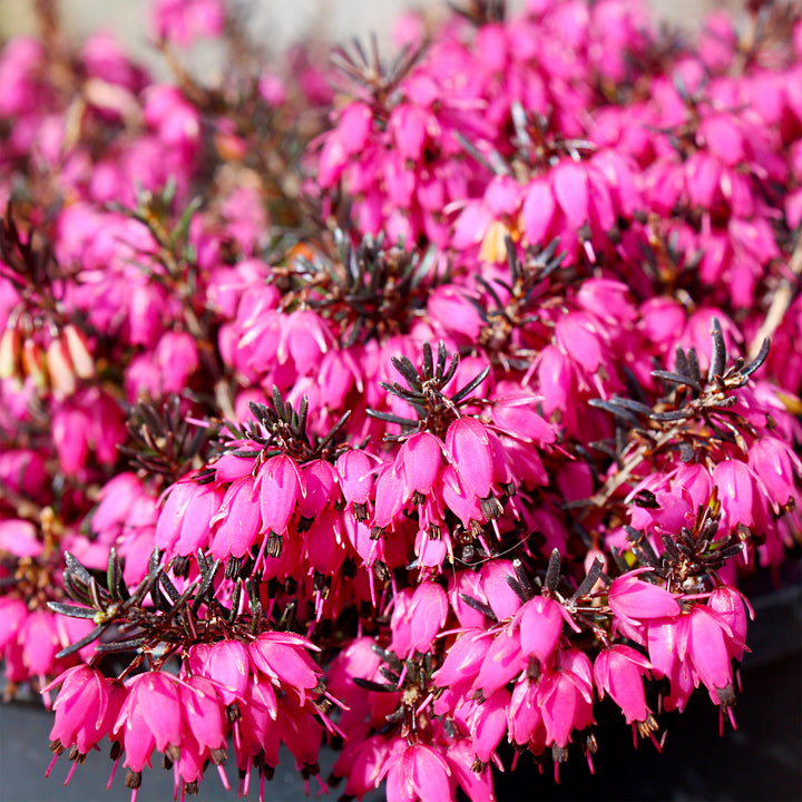 Heather