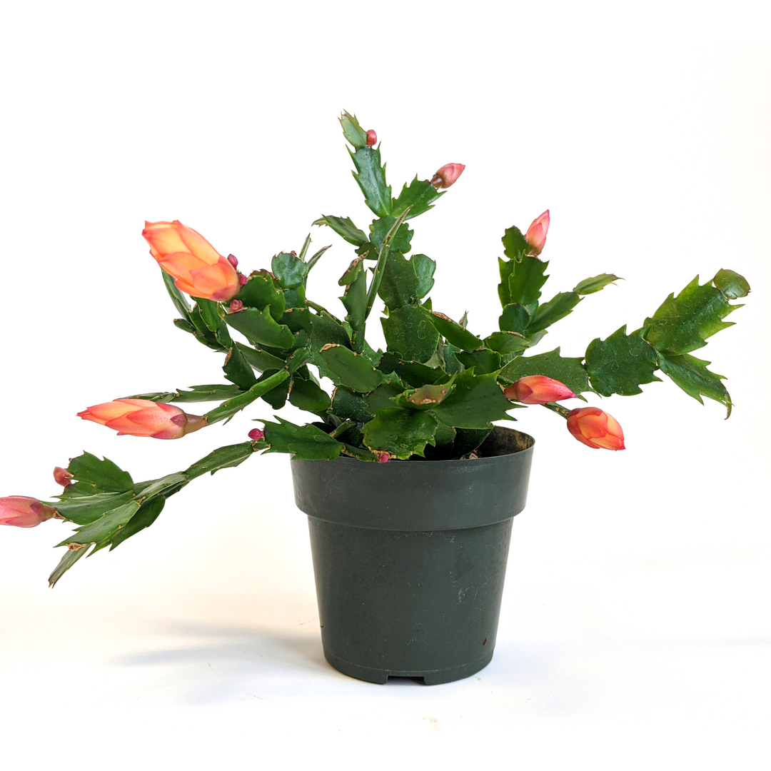 Zygocactus Christmas Cactus 4"