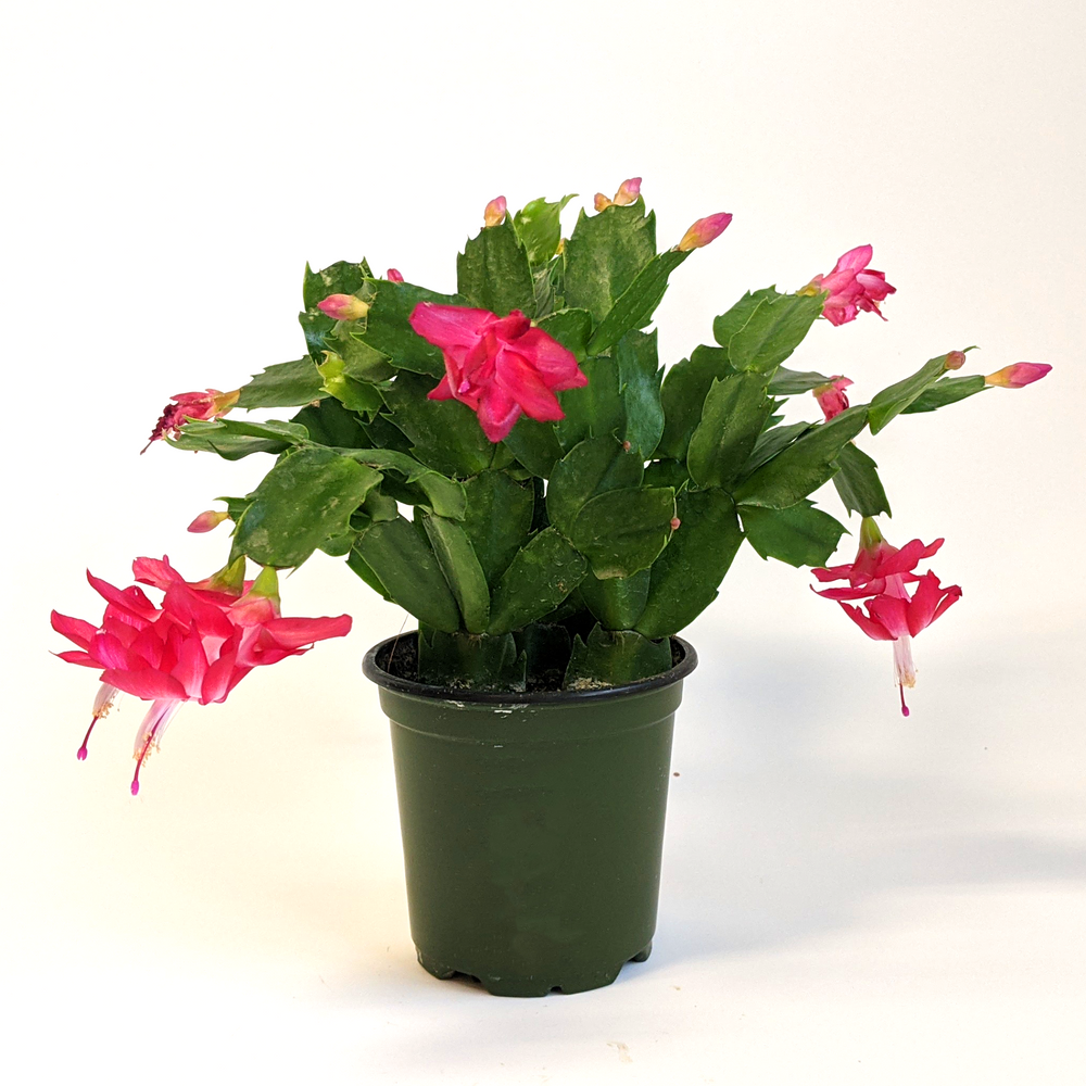 Al's Garden & Home 'Light Pink' Zygocactus (Schlumbergera truncata), 4 Inch houseplant