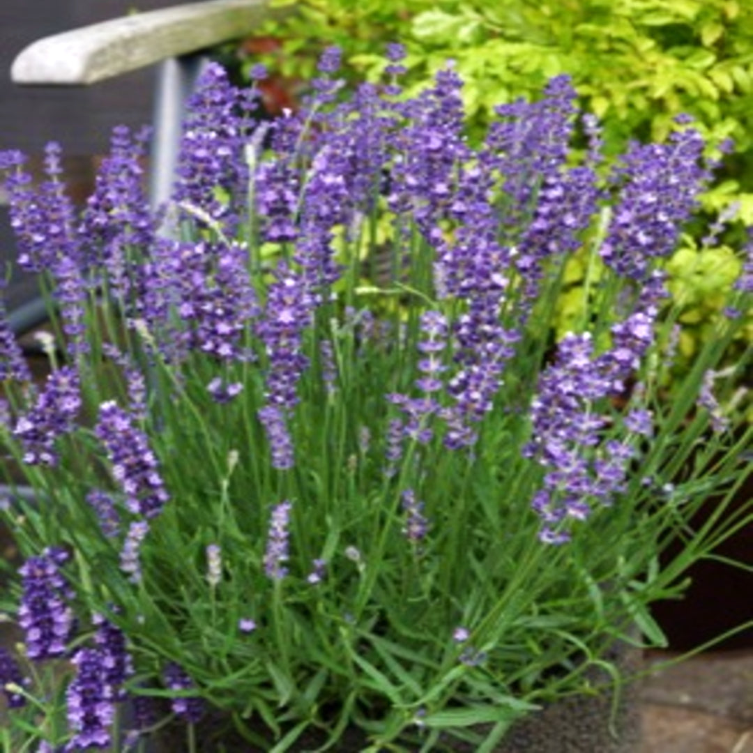 Al's Garden & Home 'Big Time Blue' English Lavender (Lavandula angustifolia), 5 Inch perennial