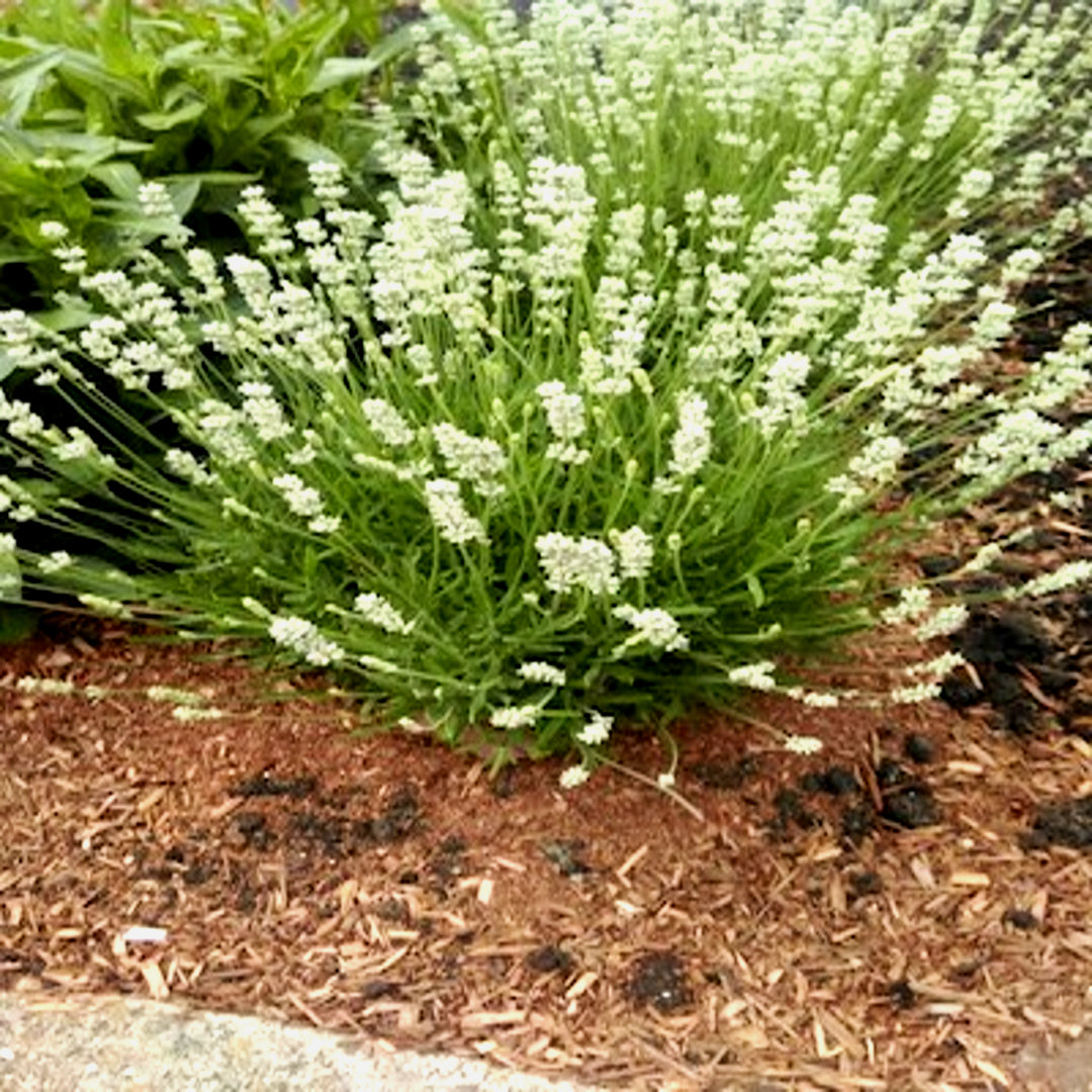 Al's Garden & Home 'Blue Spirit White' English Lavender (Lavandula angustifolia), 1 Gallon perennial