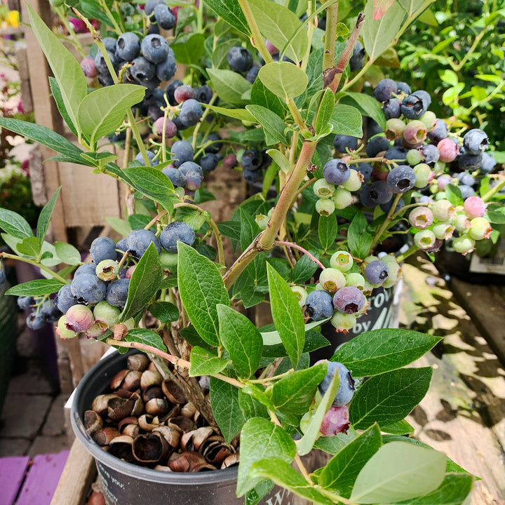 Al's Garden & Home 'Toro' Blueberry (Vaccinium), 1 Gallon edible shrub