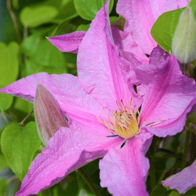 Al's Garden & Home 'Sally' Deciduous Clematis (Clematis), 1 Gallon vine