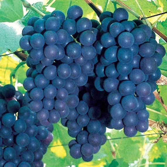 Al's Garden & Home 'Concord Blue Seeded' Grape Vine (Vitis), 2 Gallon edible vine