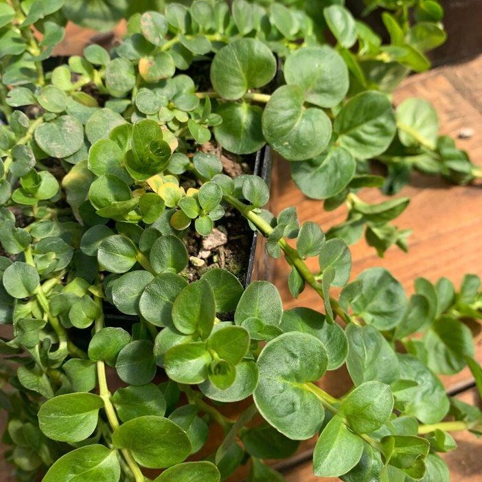 Al's Garden & Home 'Green' Creeping Jenny (Lysimachia), 4 Inch annual
