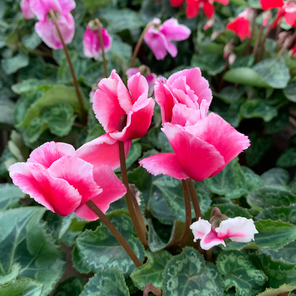 Cyclamen