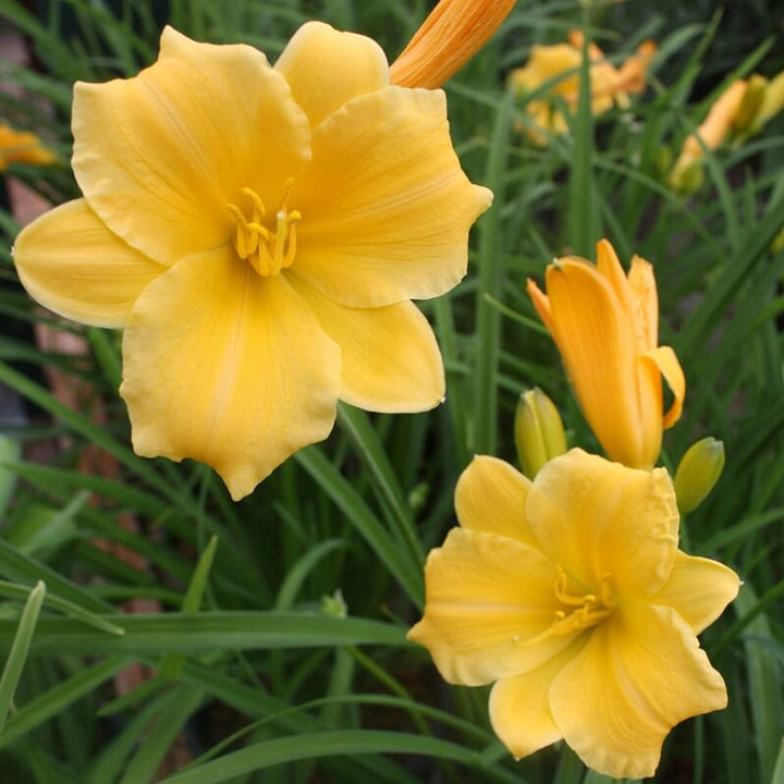 Al's Garden & Home 'Stella D'Oro' Daylily (Hemerocallis), 1 Gallon perennial