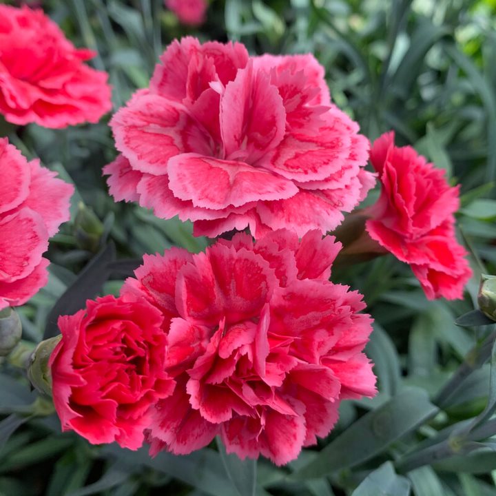 Al's Garden & Home 'Mix' Carnation (Dianthus), 1 Quart annual