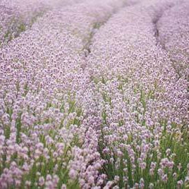 Al's Garden & Home 'Elegance Pink' English Lavender (Lavandula angustifolia), 1 Gallon perennial