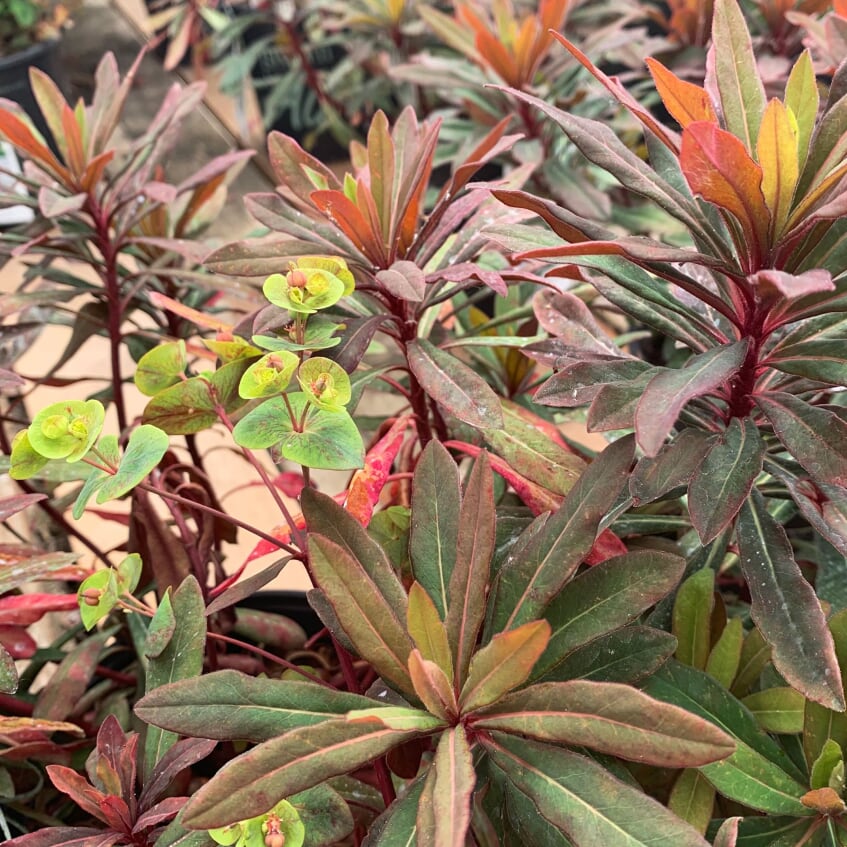 Euphorbia - 'Ascot Rainbow'