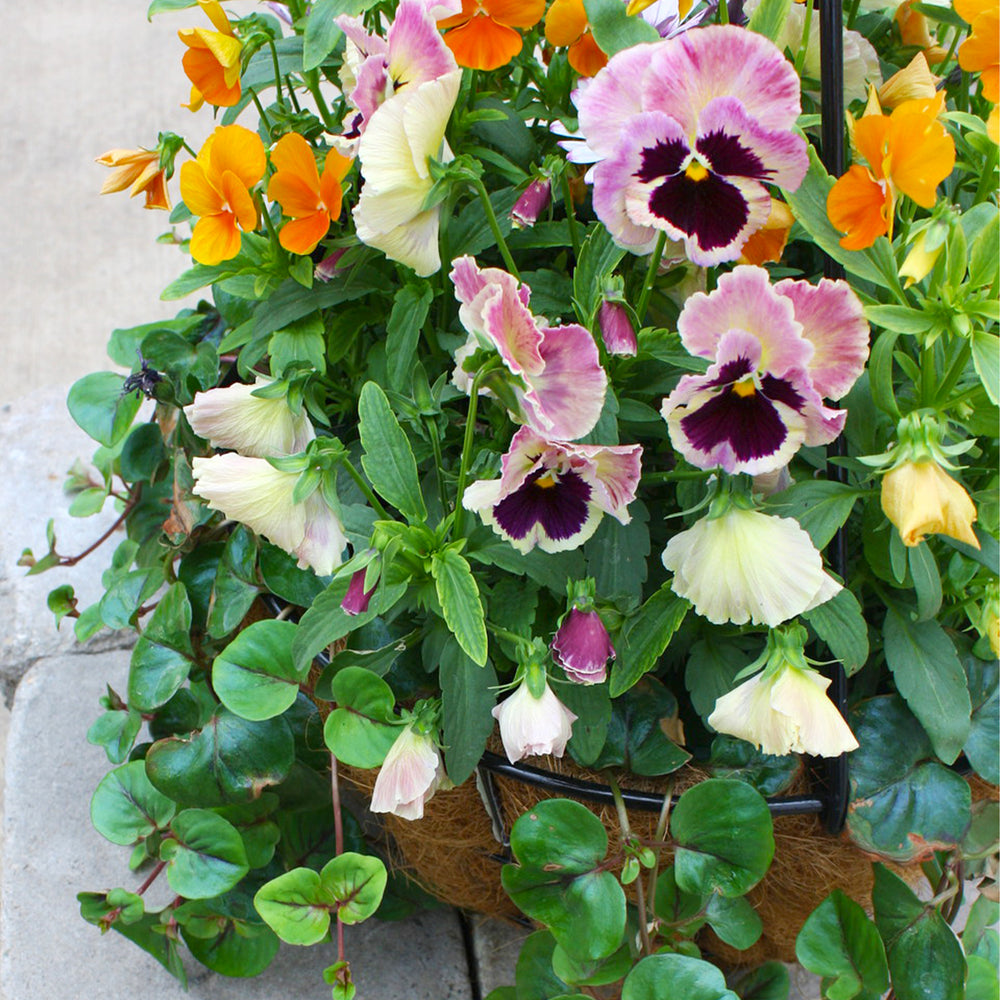 Al's Garden & Home 'Fall Mix' Fall Baskets Grown By Al's, 10 Inch Hanging Basket annual