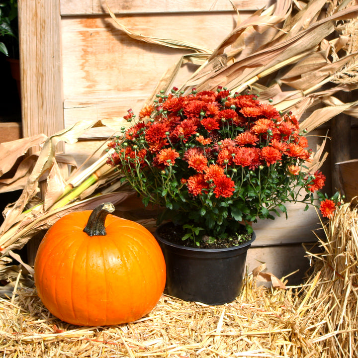 Fall Decor Package
