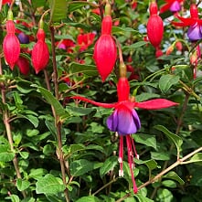 Al's Garden & Home 'Pat's Dream' Hardy Fuchsia (Fuchsia magellanica), 12 Inch perennial