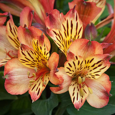 Al's Garden & Home 'Inticancha Bryce' Peruvian Lily (Alstroemeria), 12 Inch Decorative Pot perennial