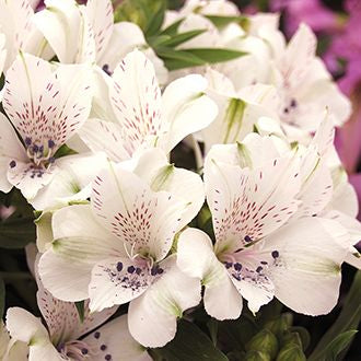 Al's Garden & Home 'Inticancha Magic White' Peruvian Lily (Alstroemeria), 12 Inch Decorative Pot perennial