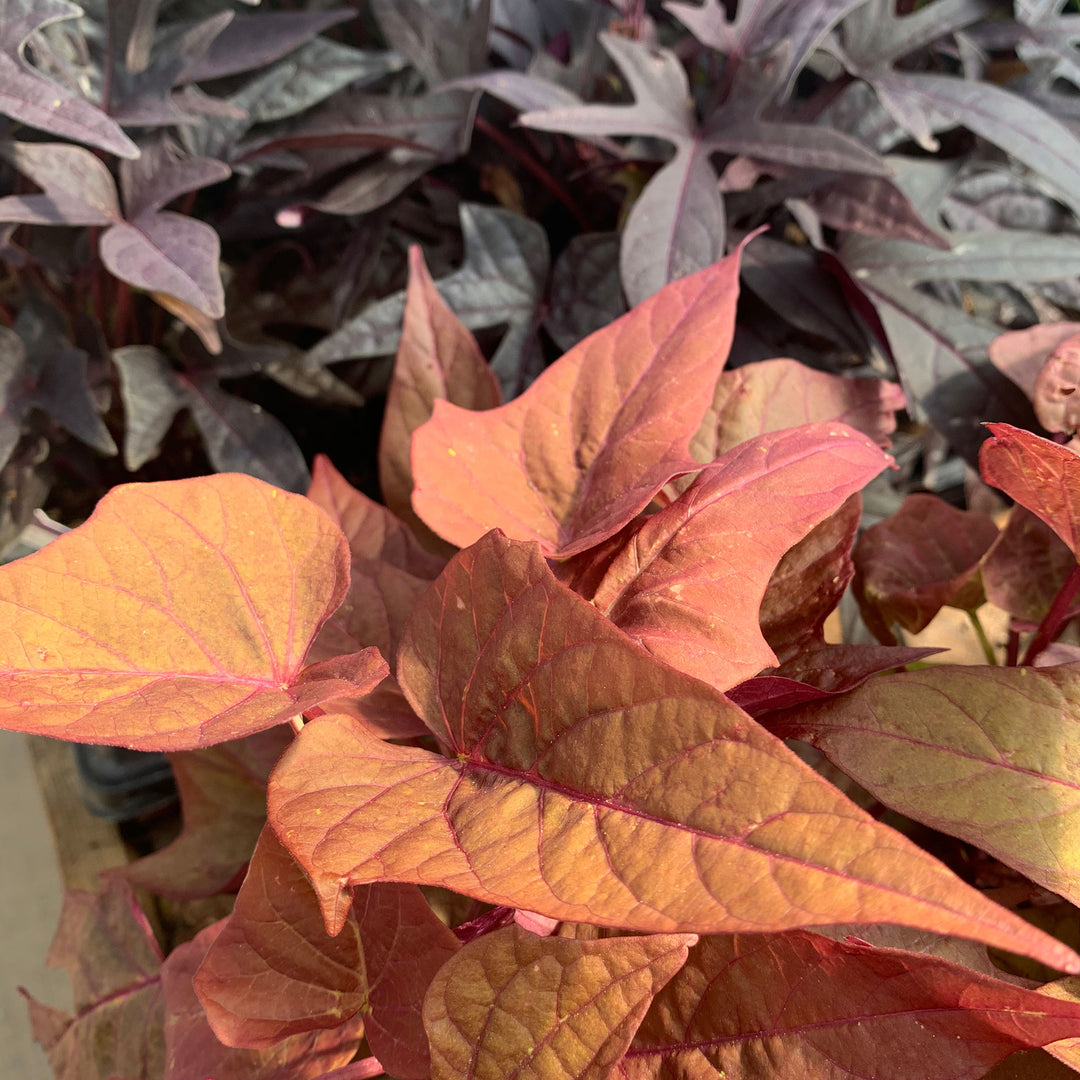 Als Garden and Home 'Bronze' Sweet Potato Vine (Ipomoea)