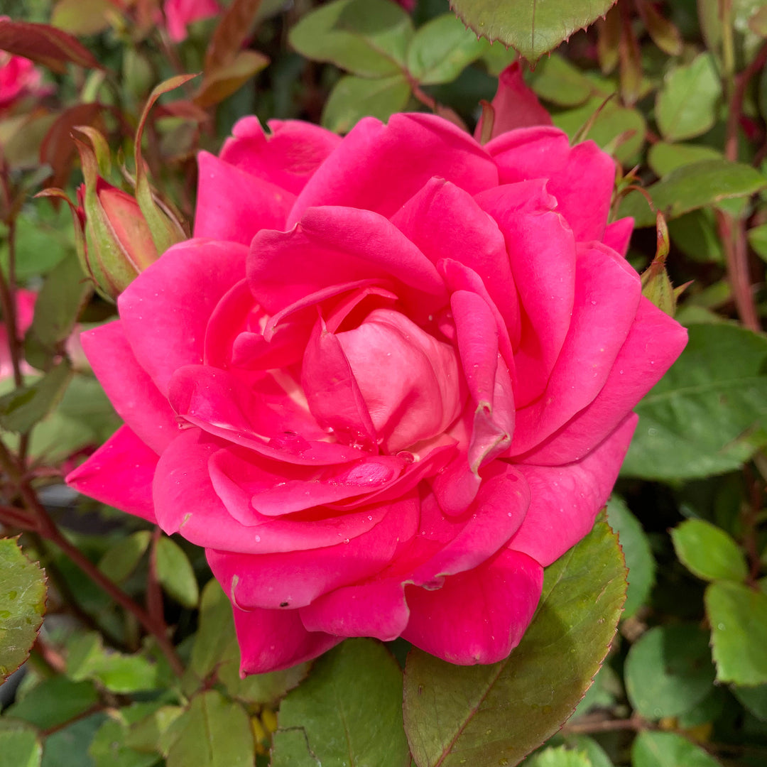 als garden and home rose