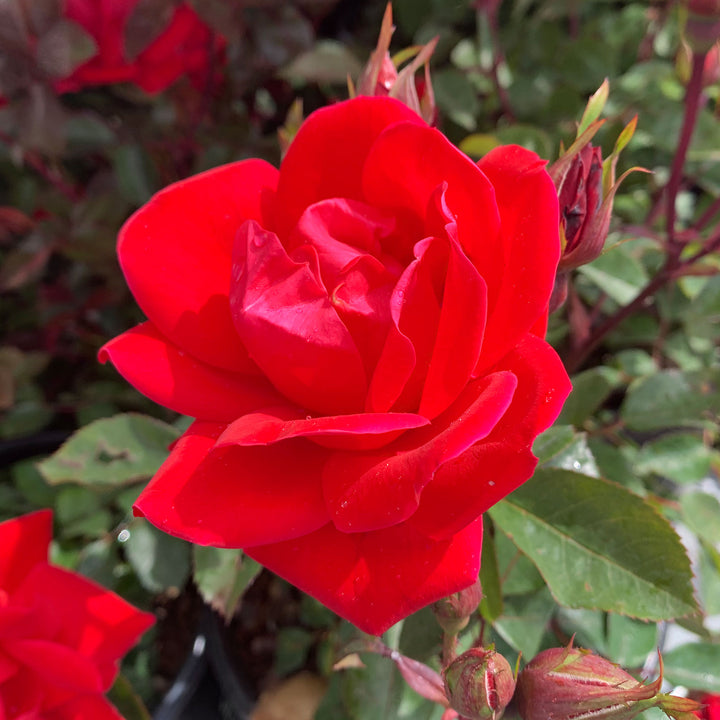 Al's Garden and Home 'Double Knockout Red' Rose shrub