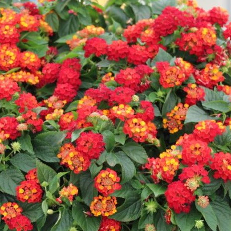 Al's Garden & Home 'Assorted' Lantana (Lantana camara), 4 Inch annual