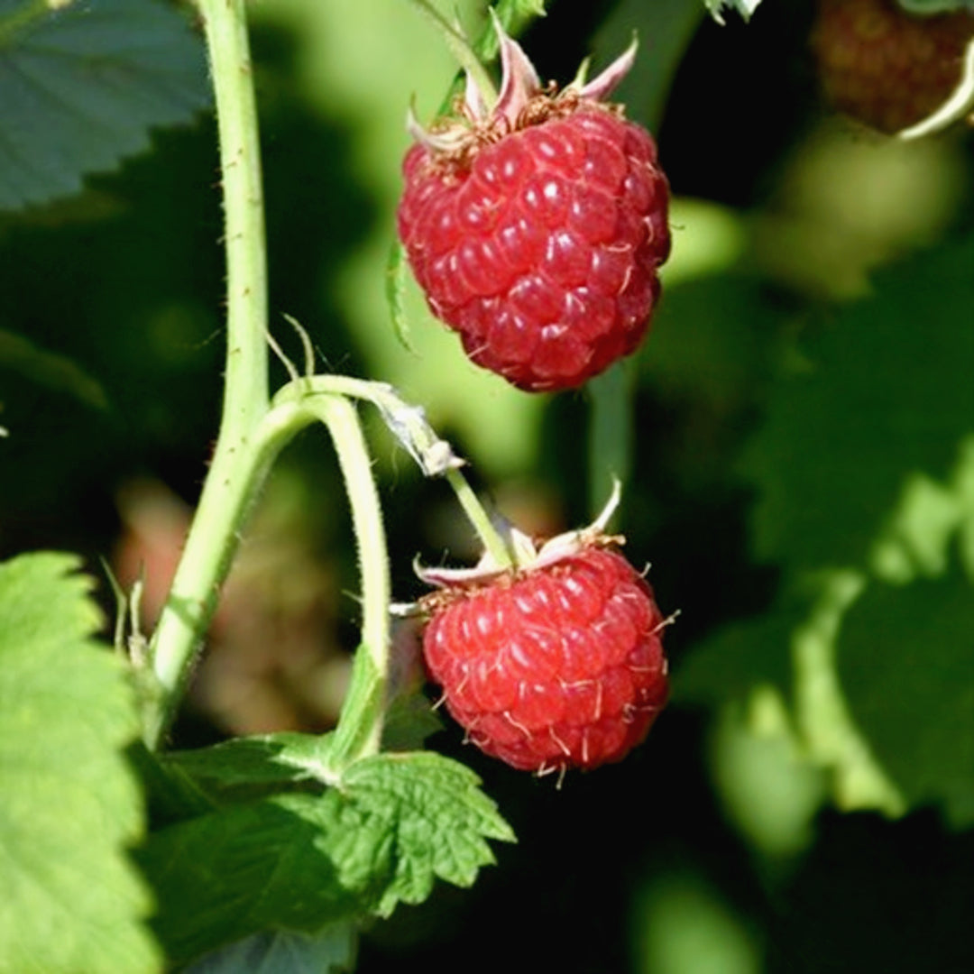 Al's Garden & Home 'Meeker' Raspberry (Rubus ideaus), 1 Gallon edible vine