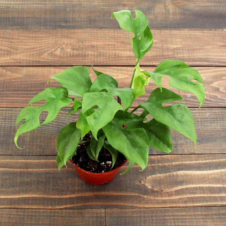 Al's Garden & Home generic Mini Monstera (Rhaphidophora tetrasperma), 4 Inch houseplant