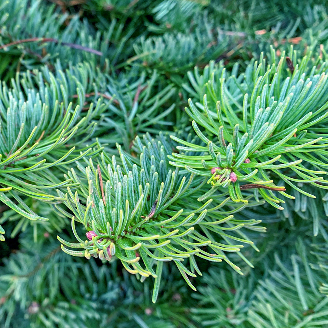 Noble Fir Fresh Cut Christmas Tree