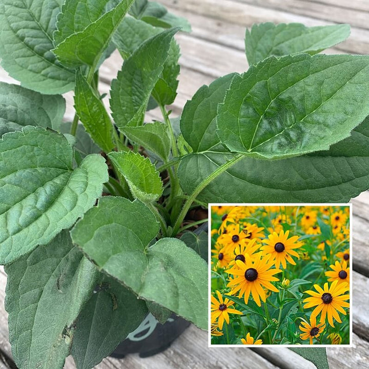 Al's Garden & Home 'Goldsturm' Hardy Black Eyed Susan (Rudbeckia), 1 Gallon perennial