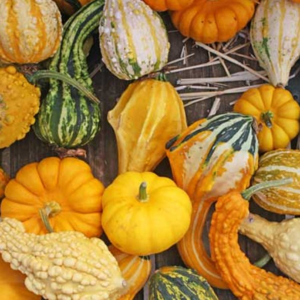 Als Garden and Home Gourds