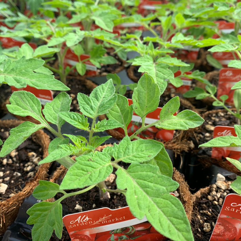 Al's Garden & Home 'Apple Yellow' Tomato (Solanum lycipersicum), 4 Inch edible fruit annual